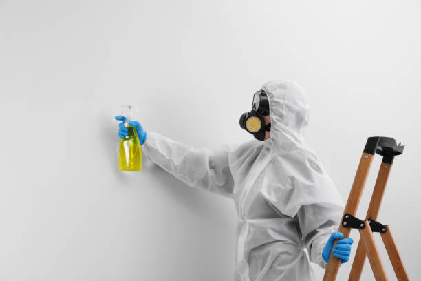 Best Environmental Consulting for Mold Prevention  in St Augusta, MN