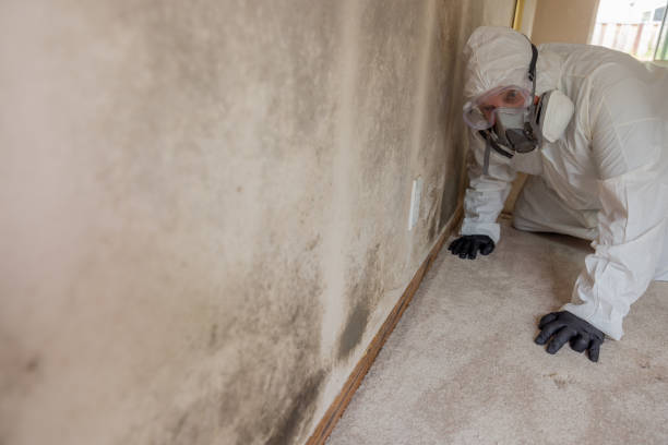 Why You Should Choose Our Mold Remediation Services in St Augusta, MN